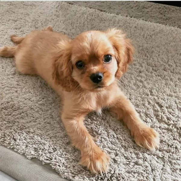  regalo cuccioli cavalier king charles