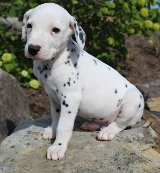 adorabili cuccioli di dalmata messi in adozione