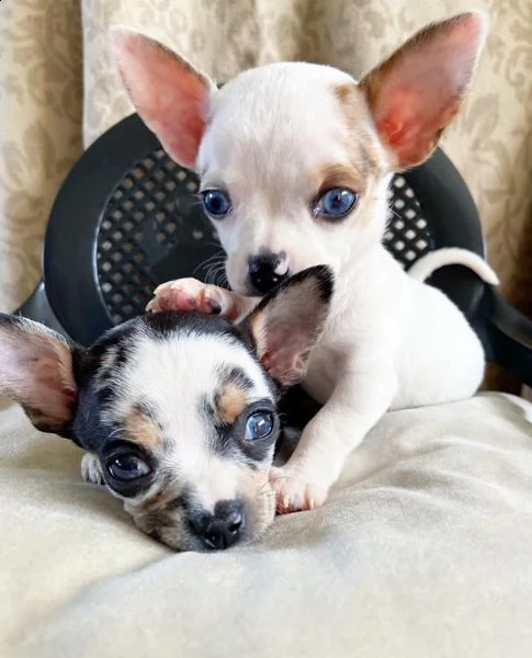  bellissimi cuccioli di chihuahua da reinserire in casa