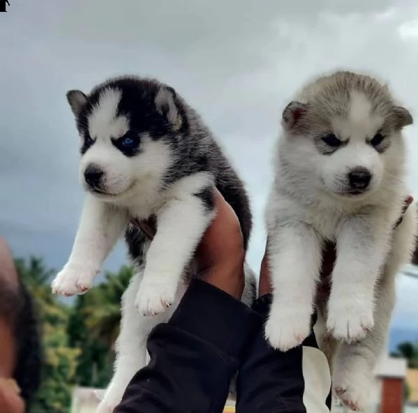   cuccioli di siberian husky registrati akc