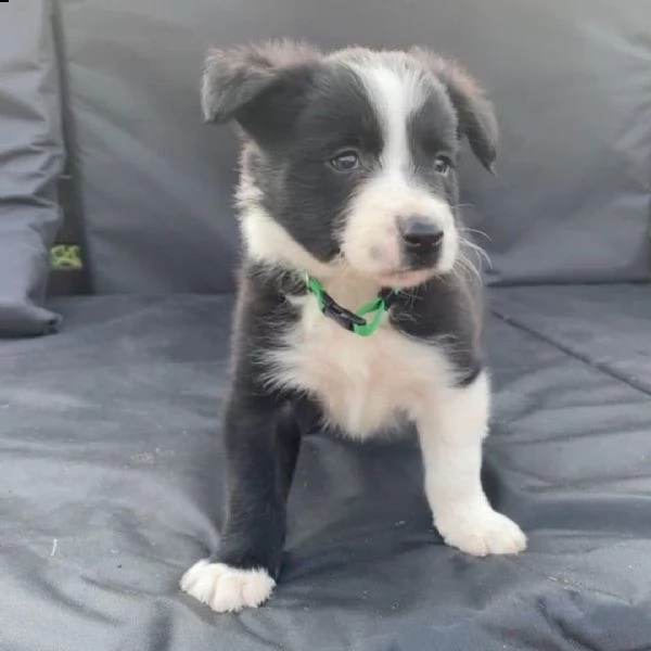 adorabili cuccioli di border collie  pronti per l'adozione