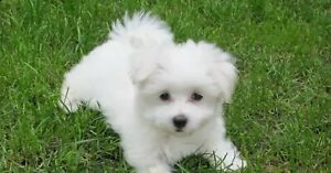  regalo maltese