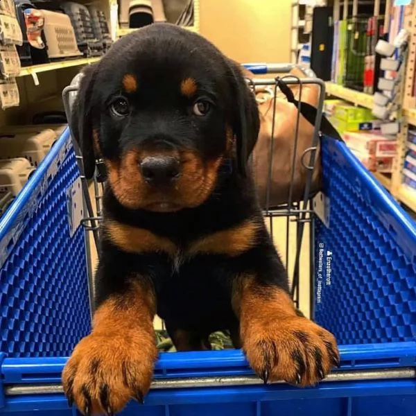  cuccioli di rottweiler ben addestrati in adozione