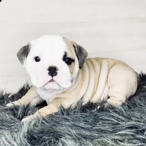 bellissimi cuccioli di bulldog inglese | Foto 0