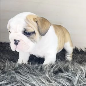 bellissimi cuccioli di bulldog inglese