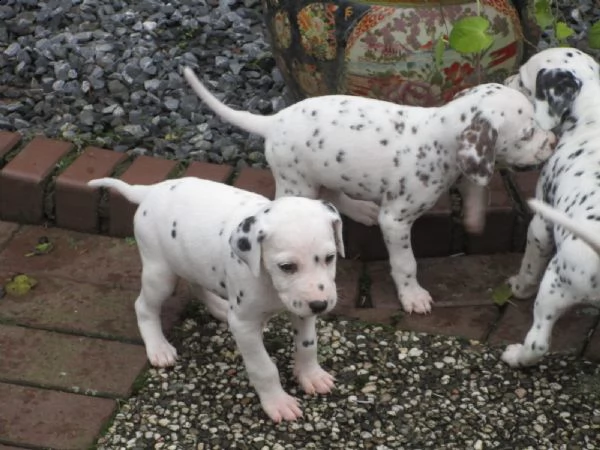 cuccioli di dalmata | Foto 1