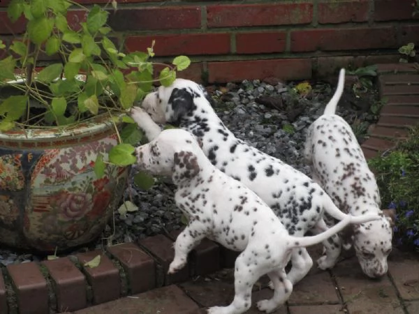 cuccioli di dalmata | Foto 0