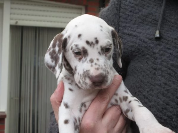 cuccioli di dalmata