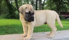 cucciolo di bull mastiff tenerissimi intrigantissimi e buonissimi di 70 giorni sia maschi che femmin