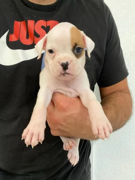 regalo estremamente carino cuccioli di boxer per l'adozione .