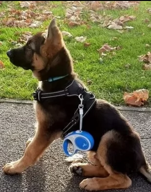 prenotasi cuccioli pastore tedesco