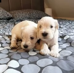 bellissimi cuccioli di schnauzer di razza in adozione