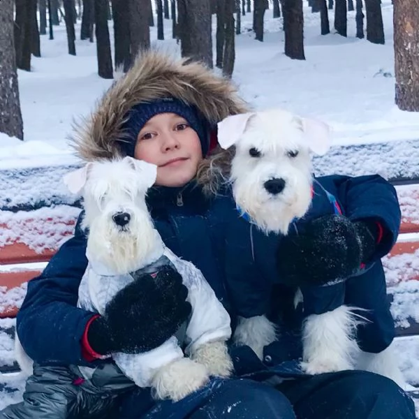 schnauzer puppy - maschio e femmina in adozione