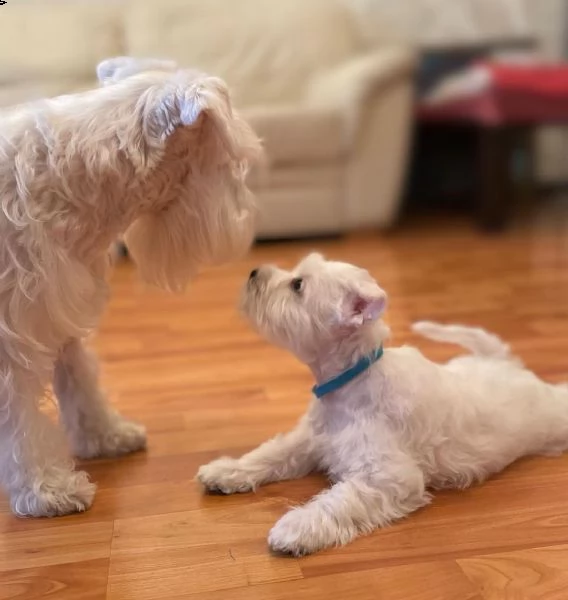 cucciolo di schnauzer di razza inestimabile pronto per il regalo! | Foto 0