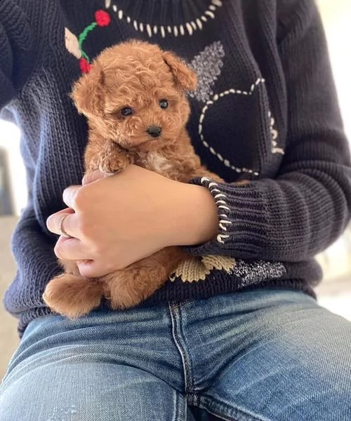 cucciolo di barboncino - femmina da regalo...