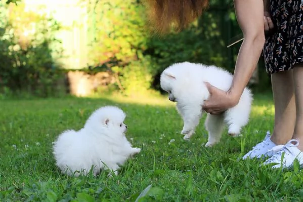 cuccuiku di spitz pomerania mini toy