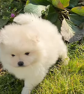 cuccioli spitz di pomerania toy