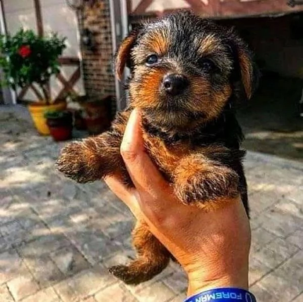   adorabili cuccioli di yorkshire terrier maschio e femmina