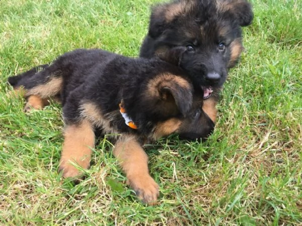 cuccioli di pastore tedesco in adozione