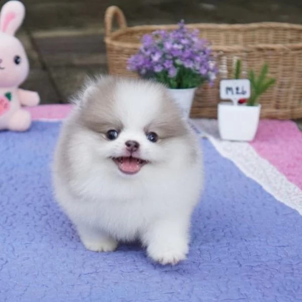   bellissimi cuccioli di pomerania disponibili in adozione