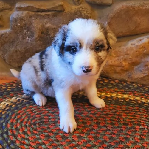 adorabili cuccioli di border collie femminucce e maschietti  disponibili per l'adozione gratuita