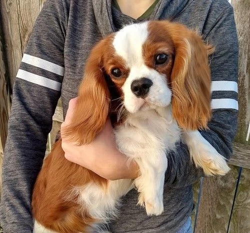 cuccioli di cavalier king  femminucce e maschietti per l'adozione gratuita 