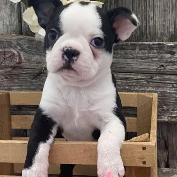 regalo adorabili cuccioli boston terrier femminucce e maschietti gratuita 