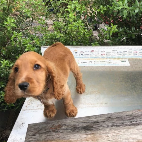 adorabile cocker spaniel | Foto 0