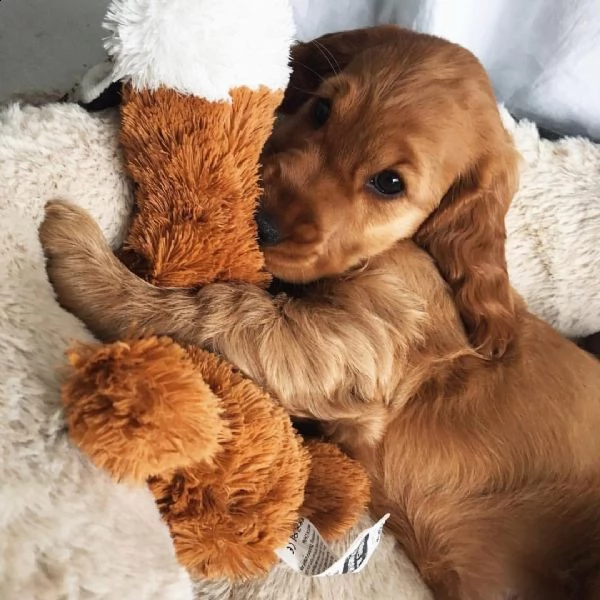 adorabile cocker spaniel