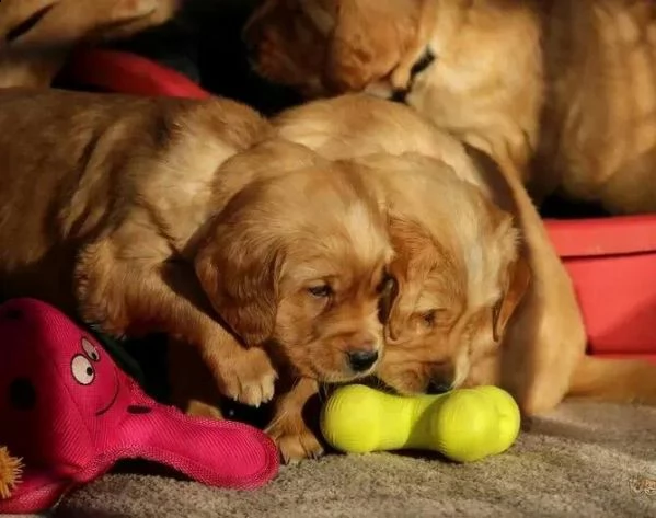 cuccioli di golden retriever marroni