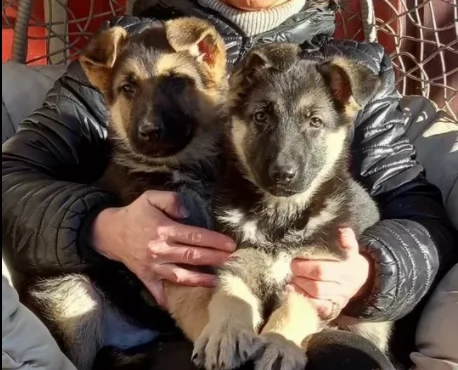 cucciolo pastore tedesco bellissimi 