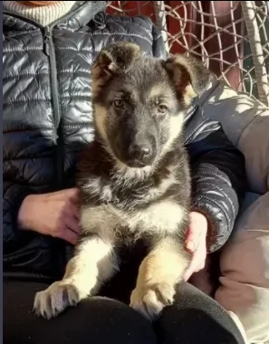 cucciolo pastore tedesco bellissimi  | Foto 0