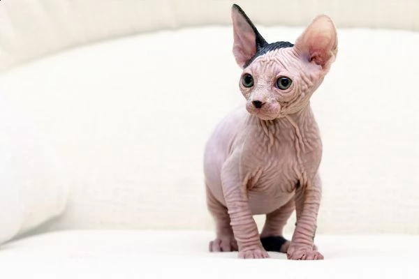  canadian sphynx con pedigree libero