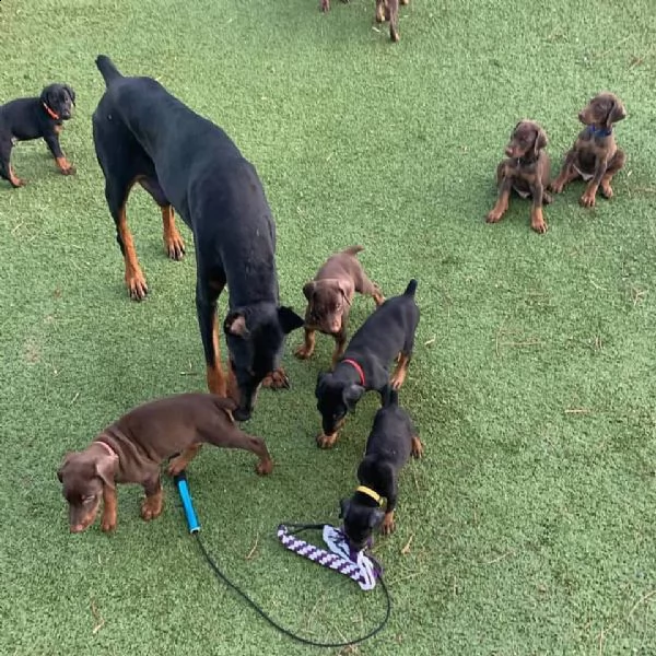  cuccioli doberman pinscher disponibili per l'adozione