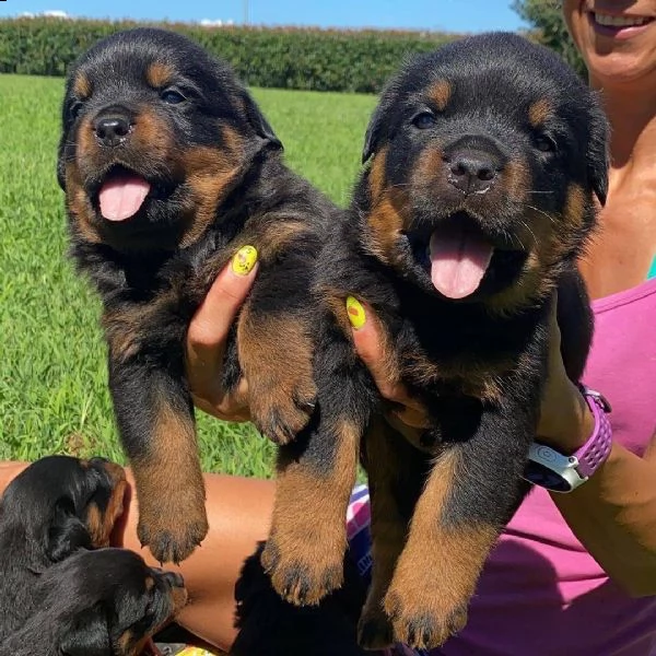 cuccioli di rottweiler maschio e femmina per gli amanti degli animali. | Foto 1