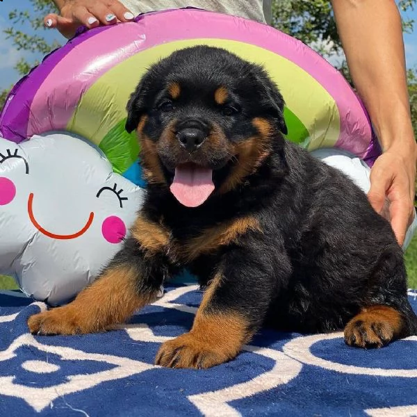 cuccioli di rottweiler maschio e femmina per gli amanti degli animali. | Foto 0