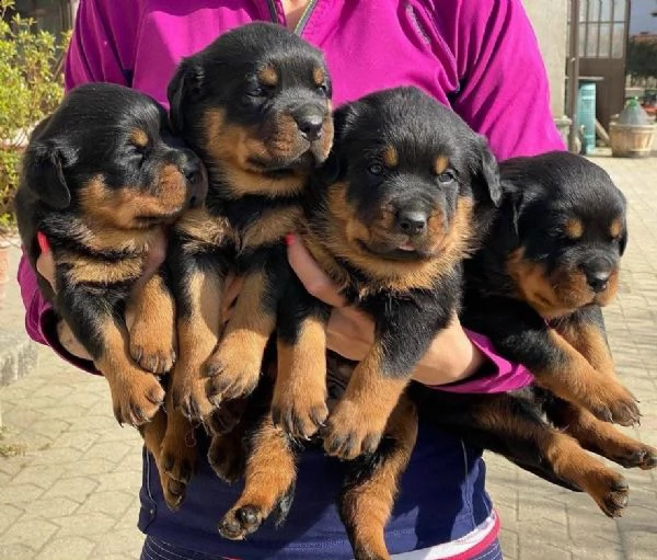 cuccioli di rottweiler maschio e femmina per gli amanti degli animali.