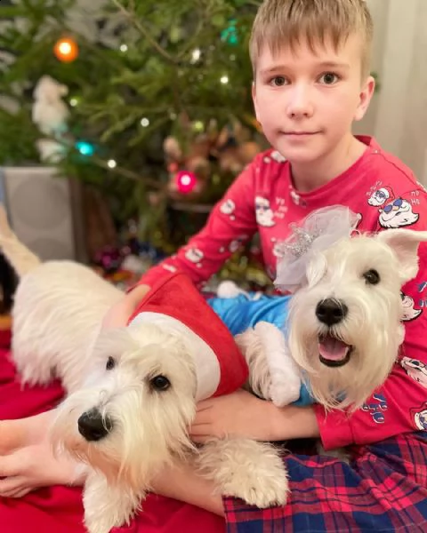 inestimabili cuccioli di schauzer pronti per il regalo | Foto 0