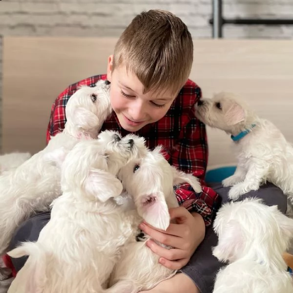 disponibili in regalo cuccioli di schnauzer maschio e femmina