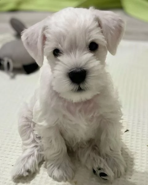 disponibili in regalo cuccioli di schnauzer maschio e femmina | Foto 0