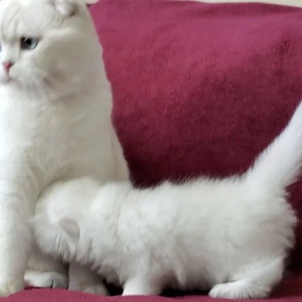   gattini scottish fold amanti di san valentino | Foto 0