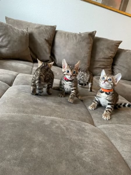 bengal cuccioli disponibili