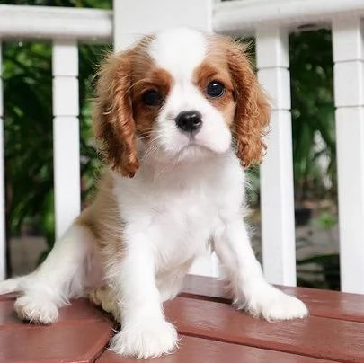 regalo cuccioli cavalier king charles