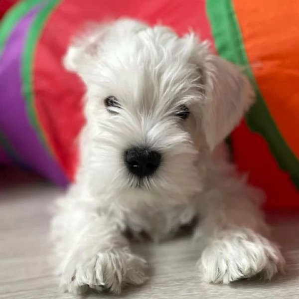 regalo schnauzer cucciolo disponibile,  | Foto 0