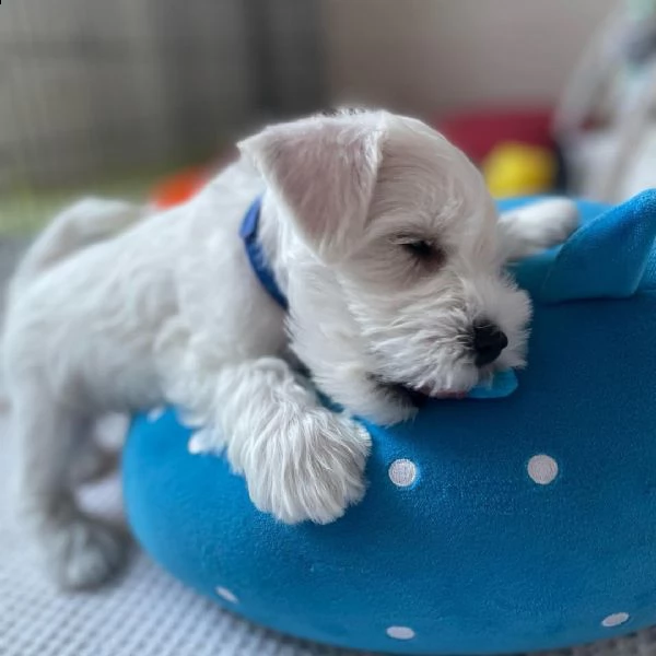 regalo schnauzer cucciolo