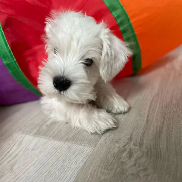 cucciolo di schnauzer addestrato al vasino in adozione, un regalo | Foto 0