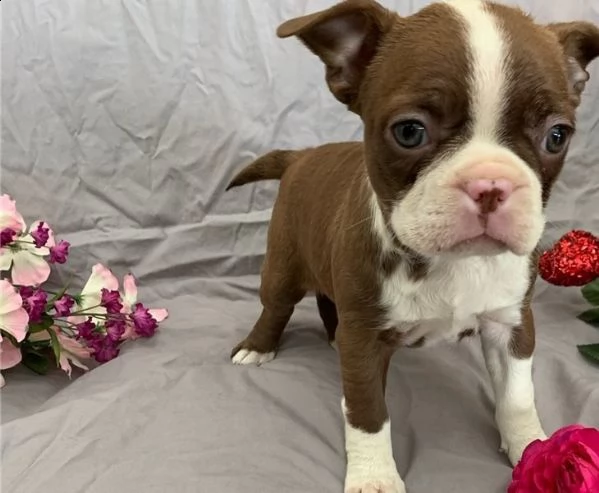 adorabili cuccioli di boston terrier predisposti per l'adozione