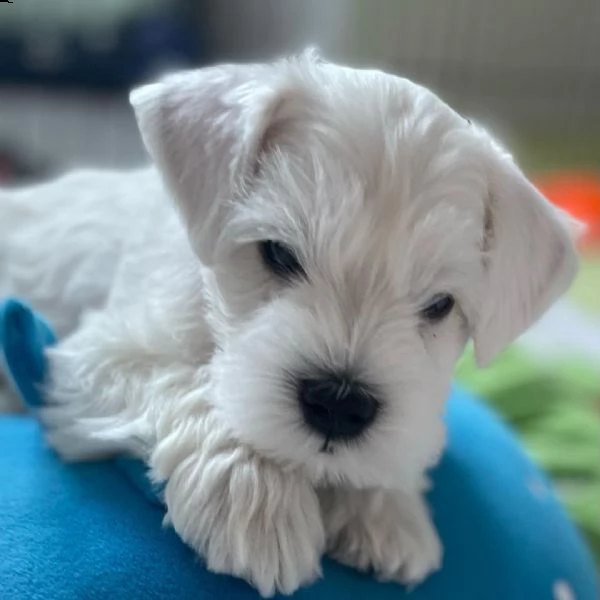 regalo schnauzer cucciolo