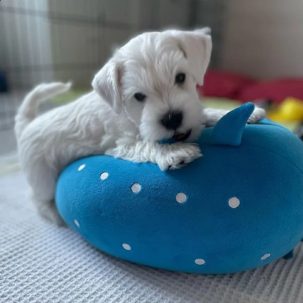 bellissimo cucciolo di schnauzer per il regalo di san valentino