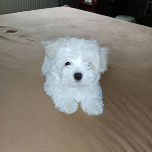 cucciolo maltese bianco per regalo